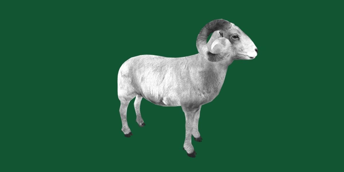 Desert Bighorn Sheep Low-poly 3D model_23