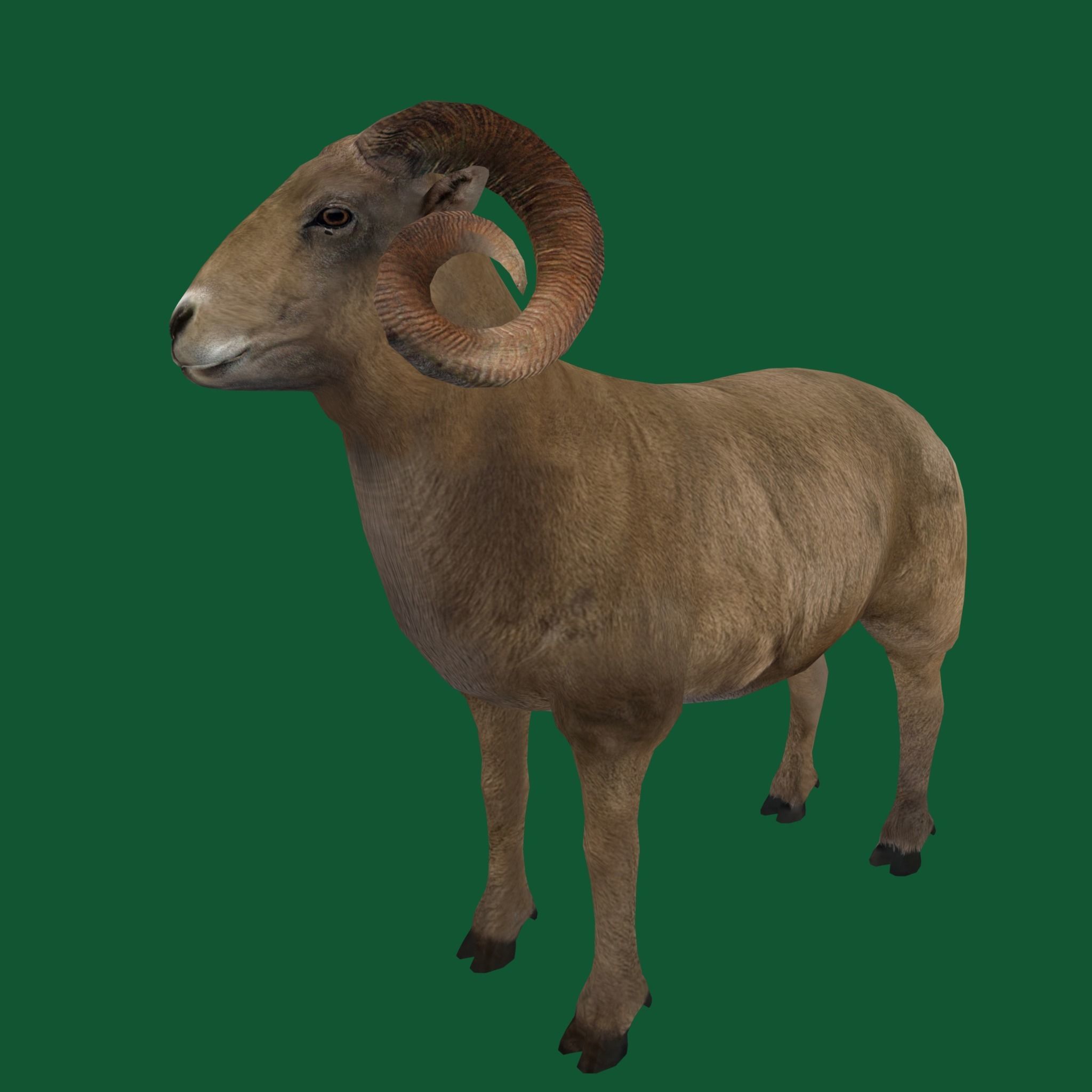 Desert Bighorn Sheep Low-poly 3D model_15