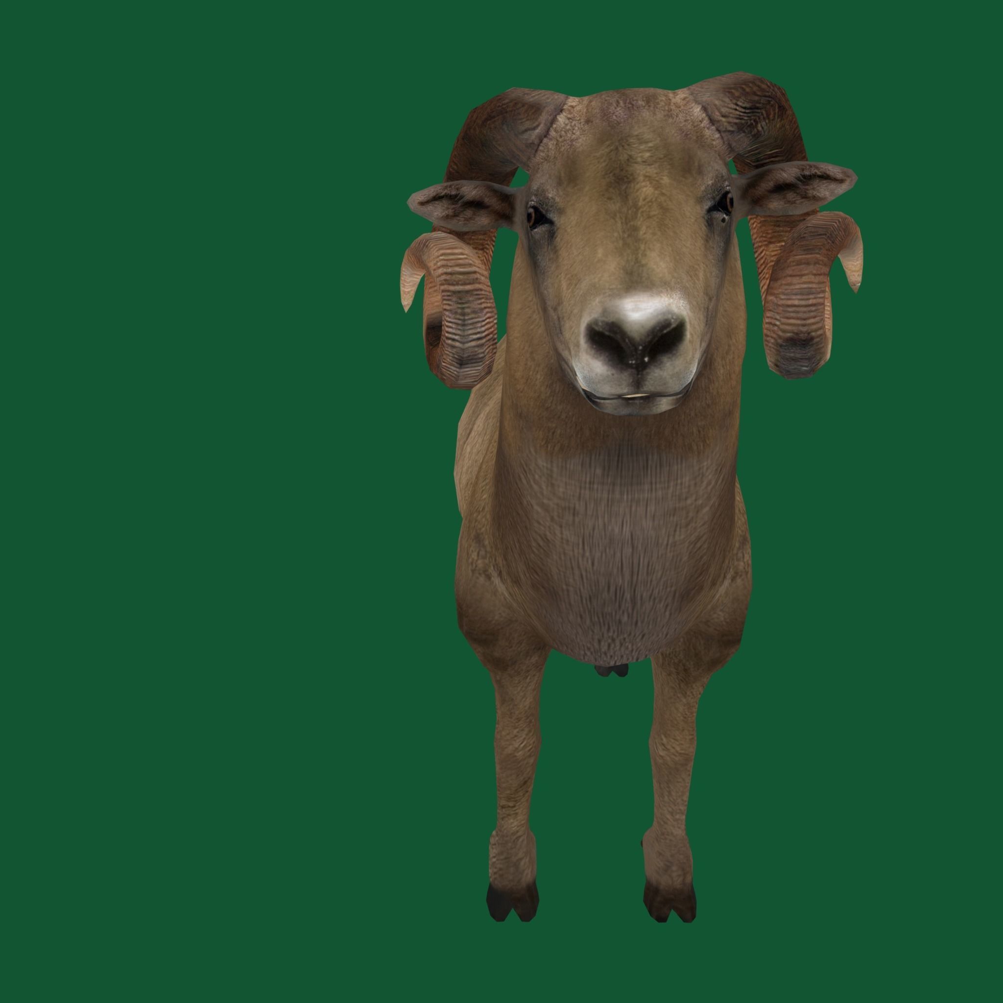 Desert Bighorn Sheep Low-poly 3D model_18