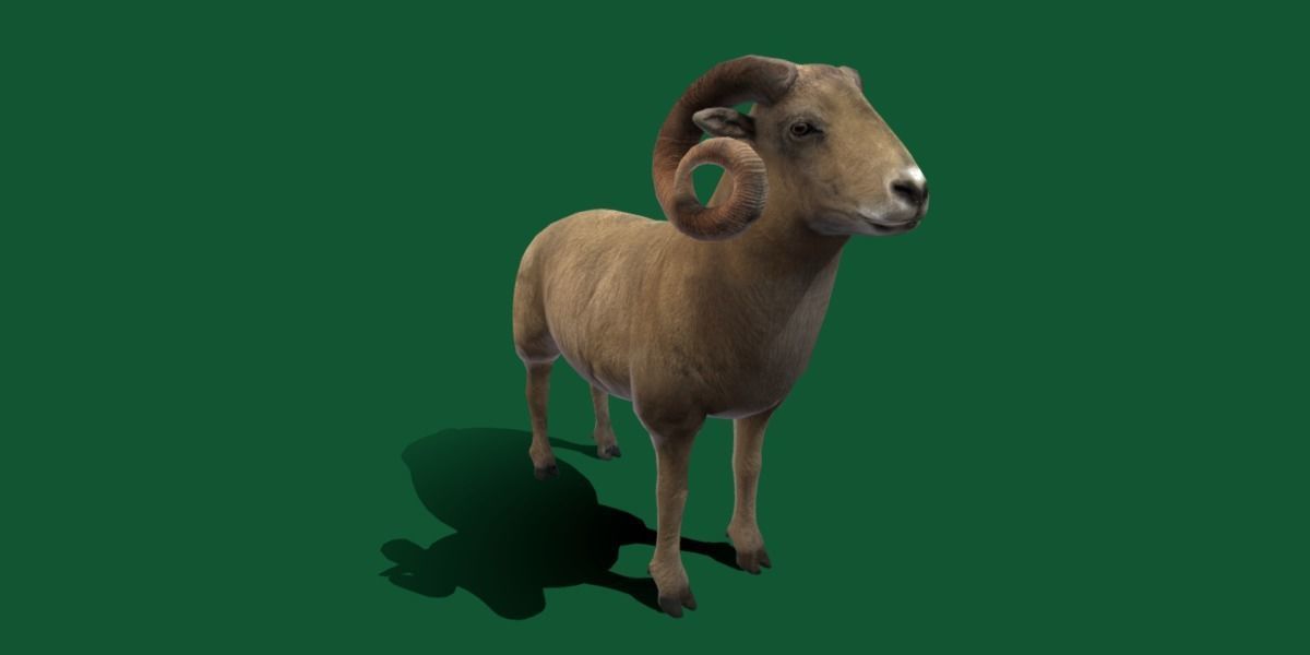 Desert Bighorn Sheep Low-poly 3D model_26