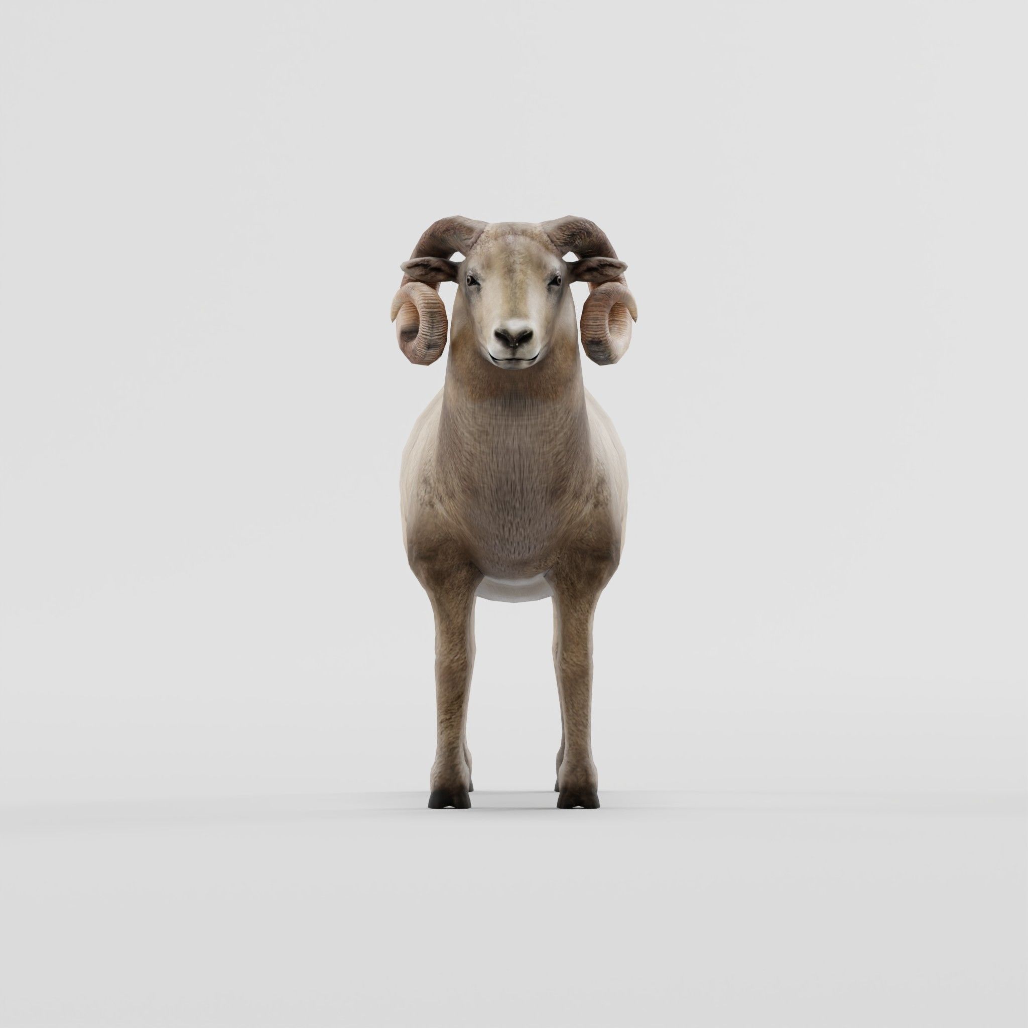 Desert Bighorn Sheep Low-poly 3D model_3