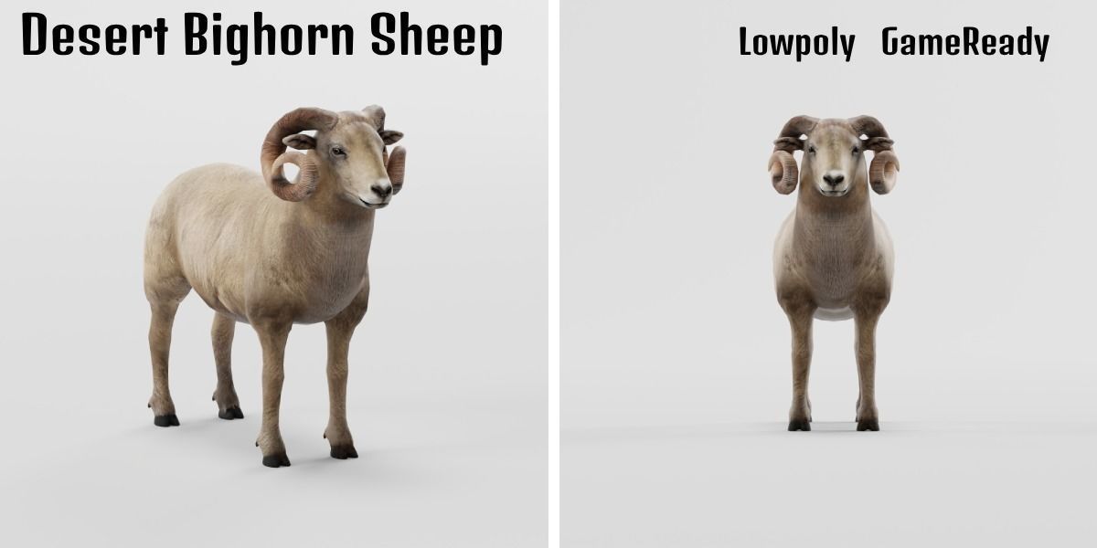 Desert Bighorn Sheep Low-poly 3D model_2