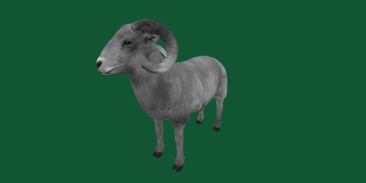 Desert Bighorn Sheep Low-poly 3D model_24