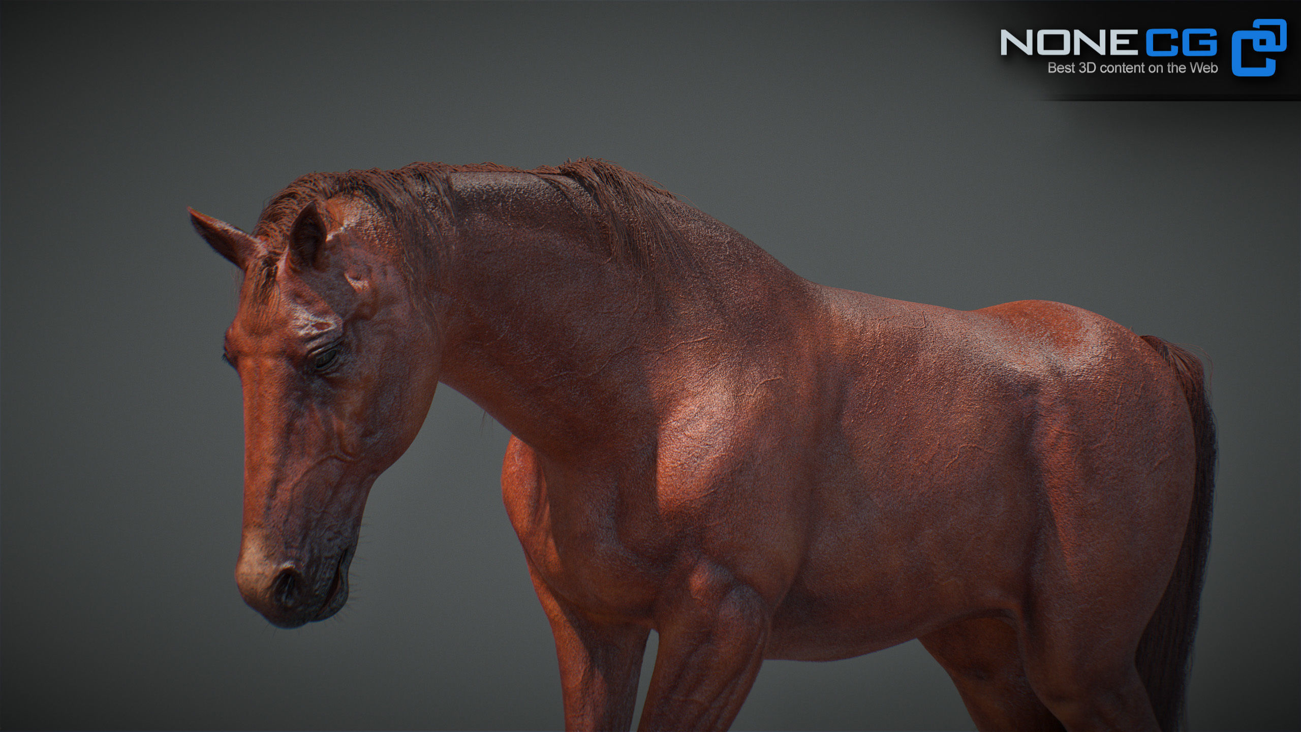 Animated Horses v5 3D model_43
