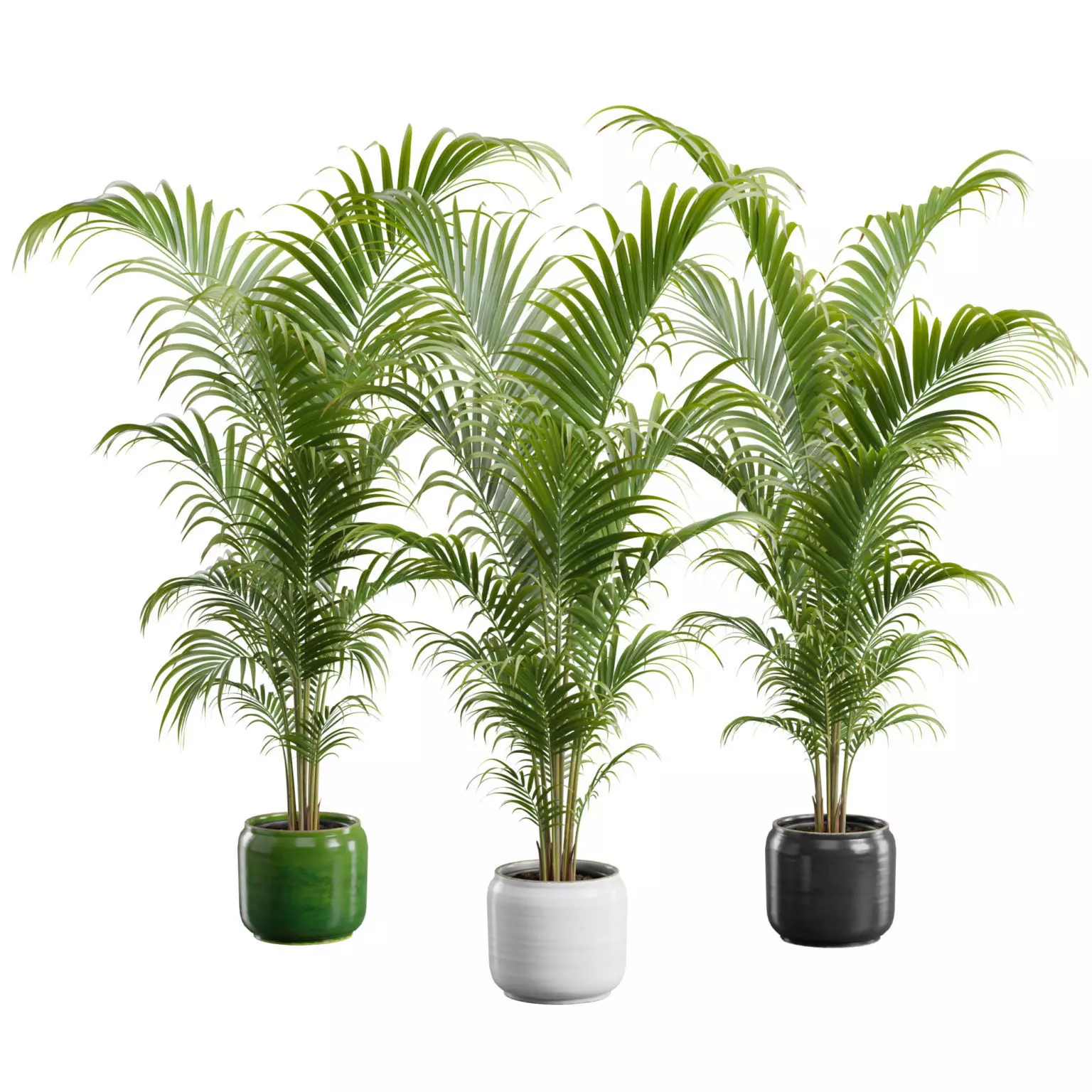 Dypsis Lutescens Set 04 - Areca Palm 3D model
