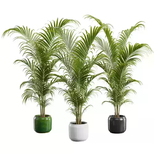 Dypsis Lutescens Set 04 - Areca Palm