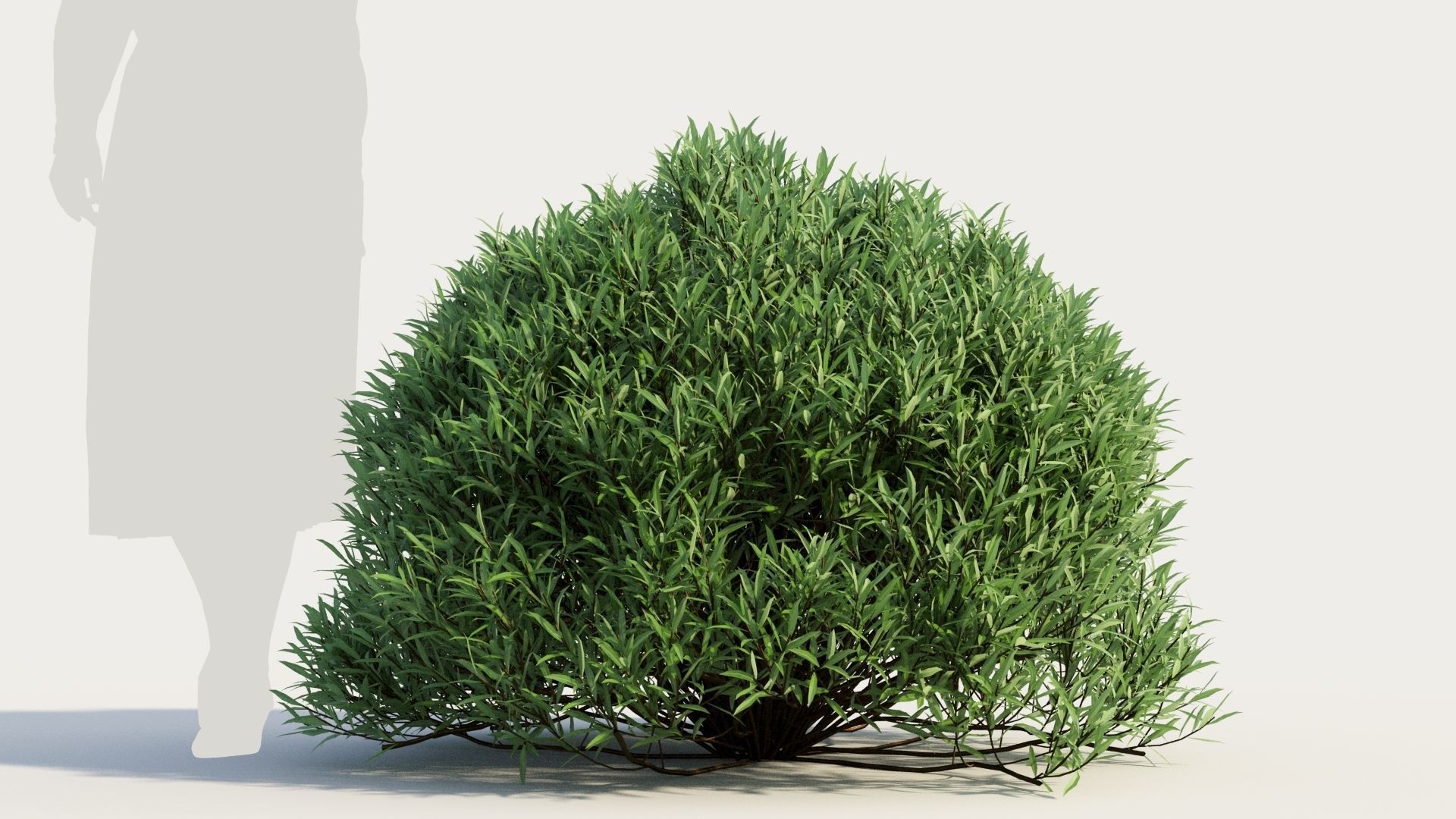 Coleonema pulchellum a 3D model_6