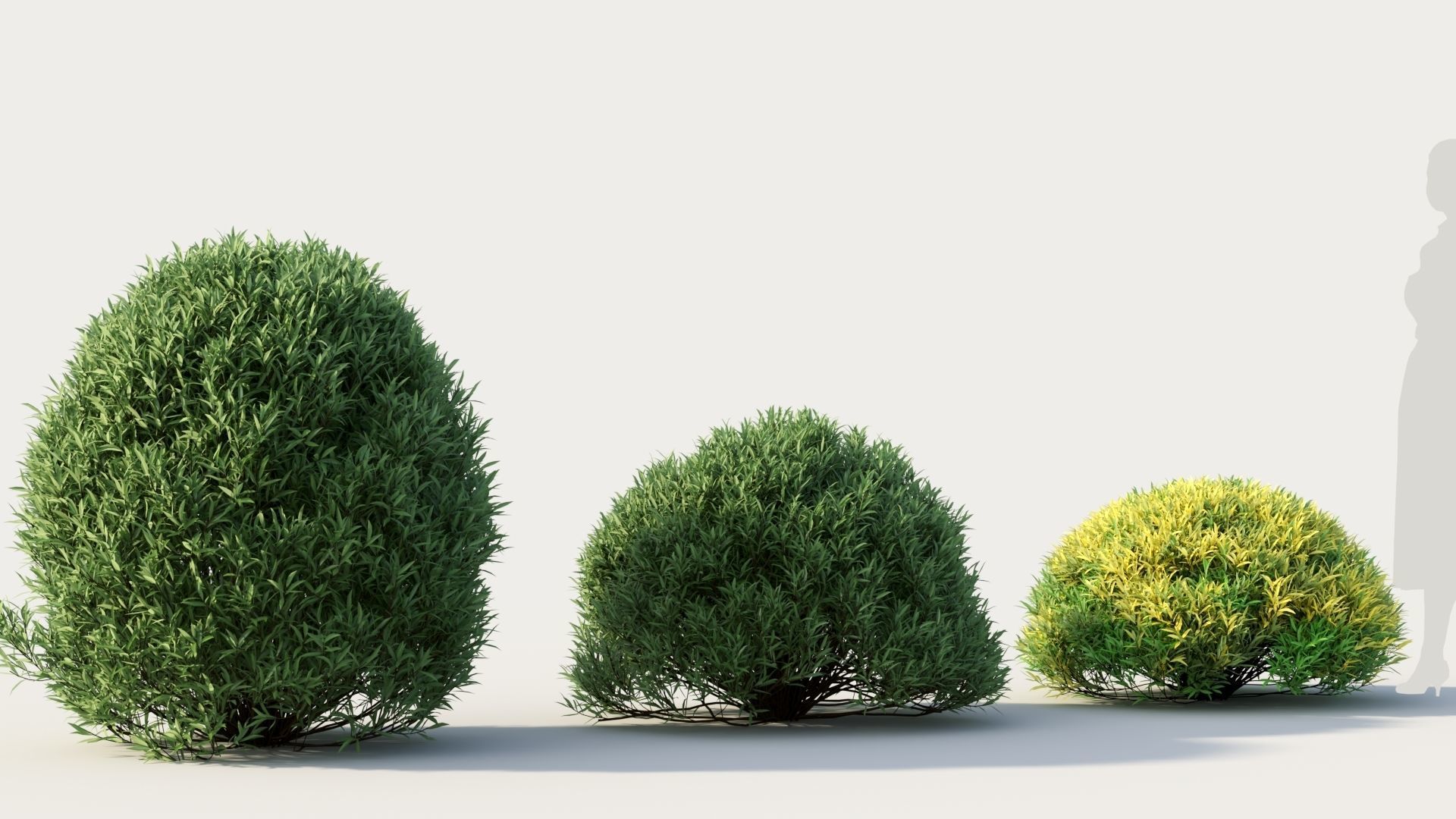 Coleonema pulchellum a 3D model_4