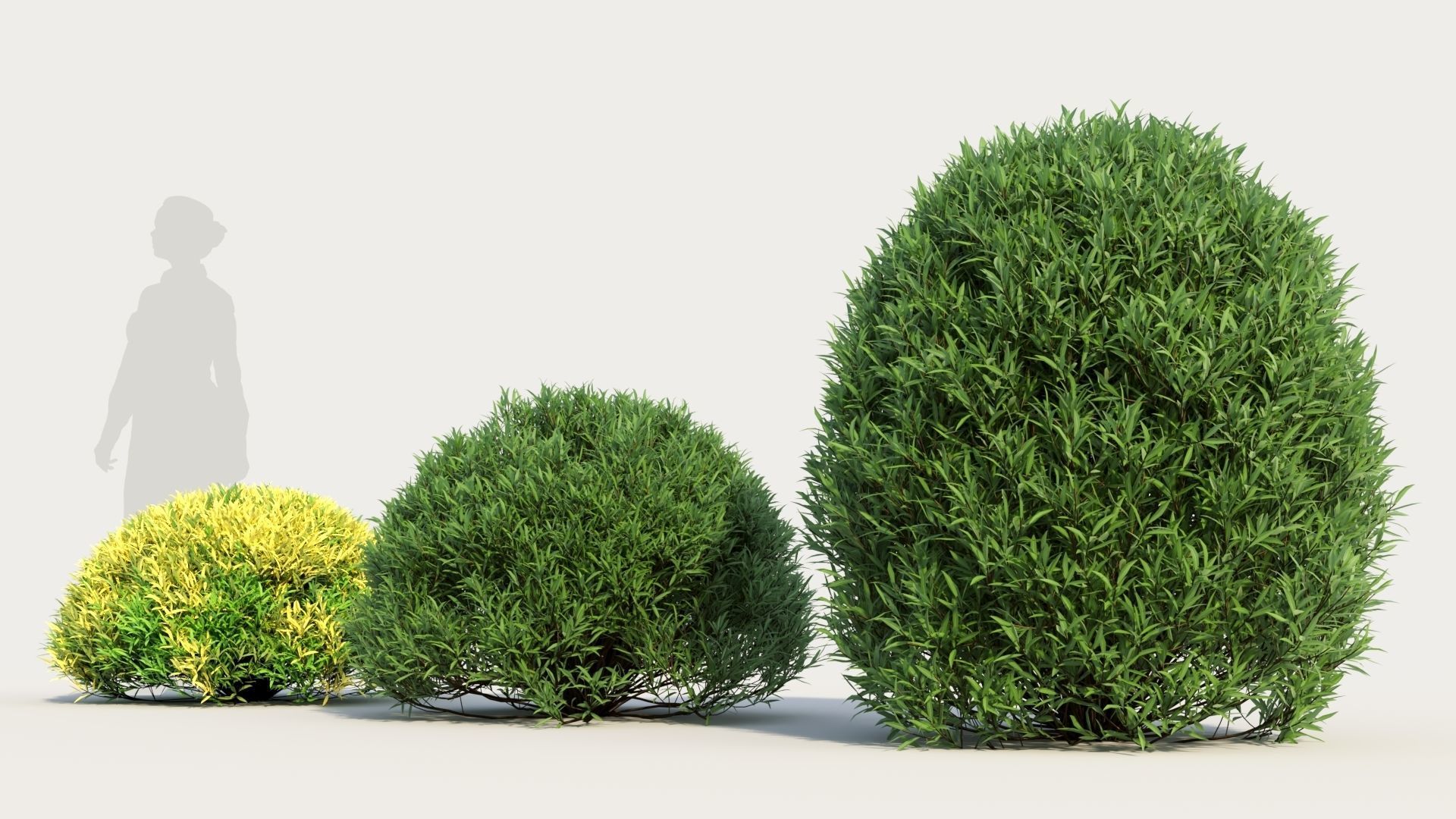 Coleonema pulchellum a 3D model_1