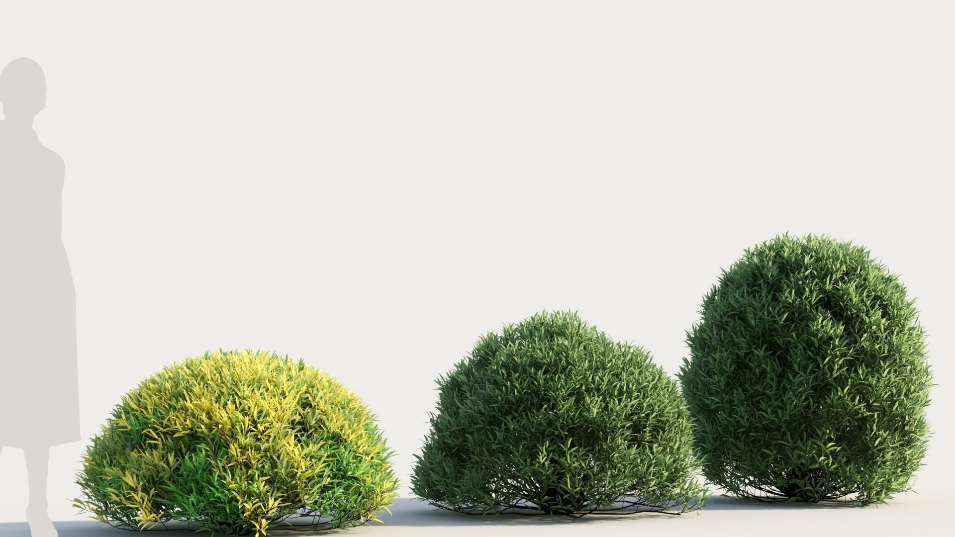 Coleonema pulchellum a 3D model_3