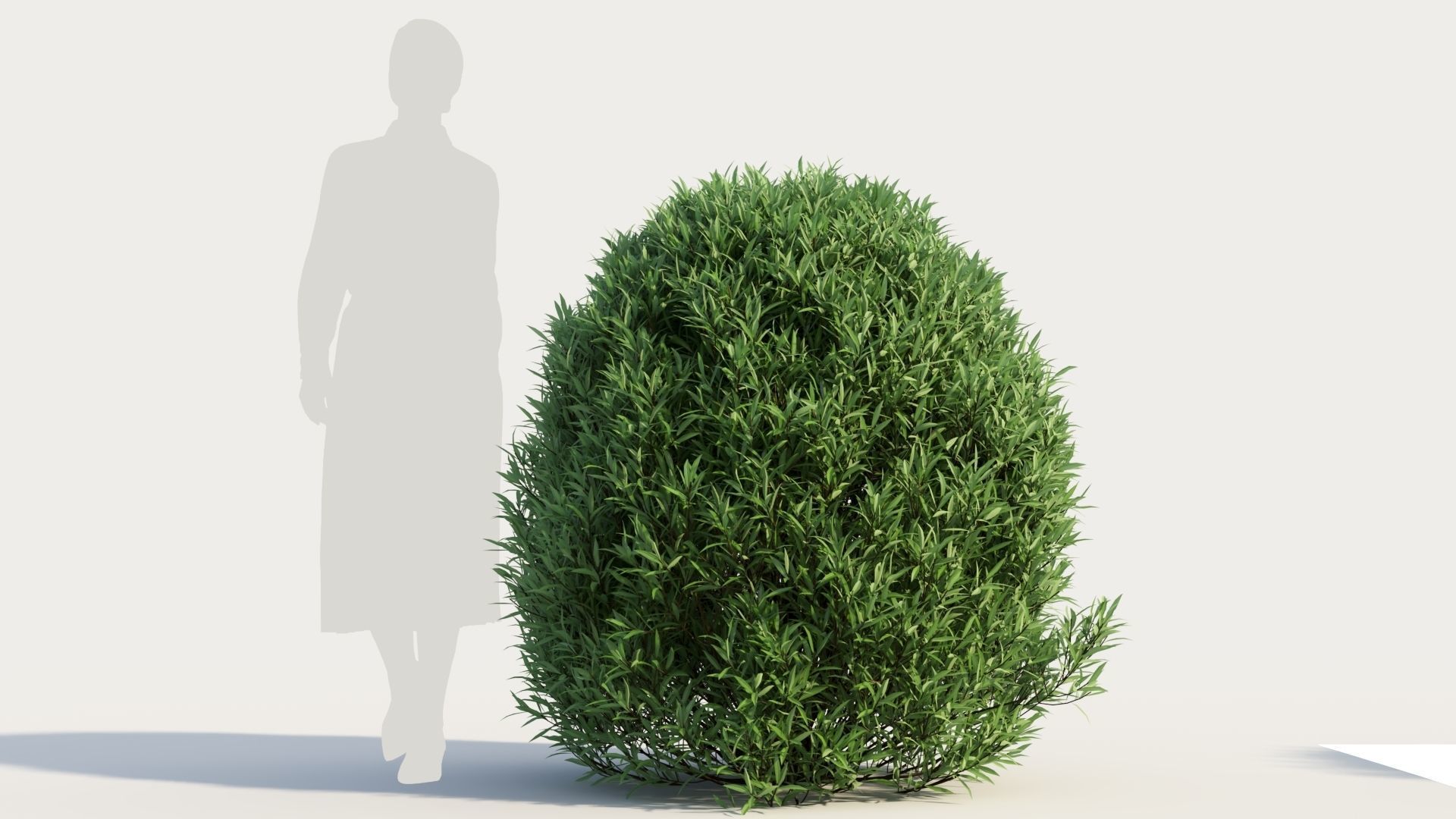 Coleonema pulchellum a 3D model_7