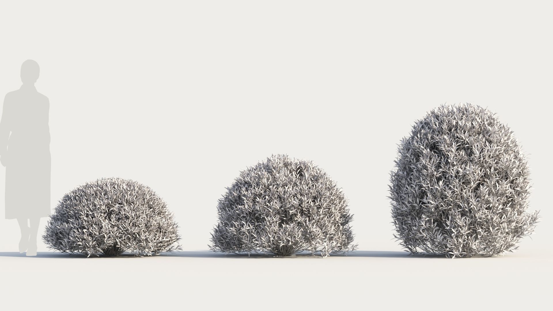 Coleonema pulchellum a 3D model_8