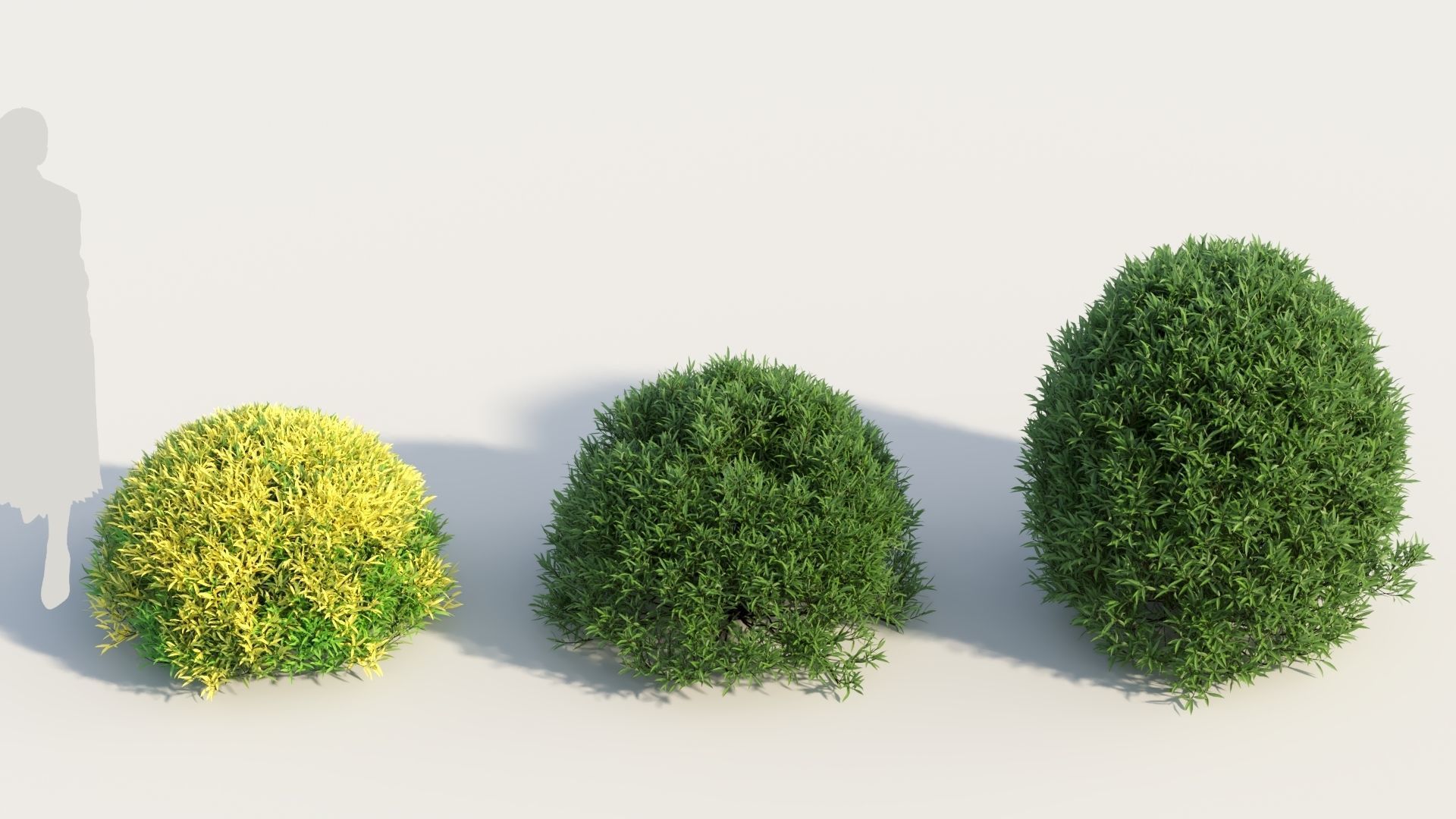 Coleonema pulchellum a 3D model_2