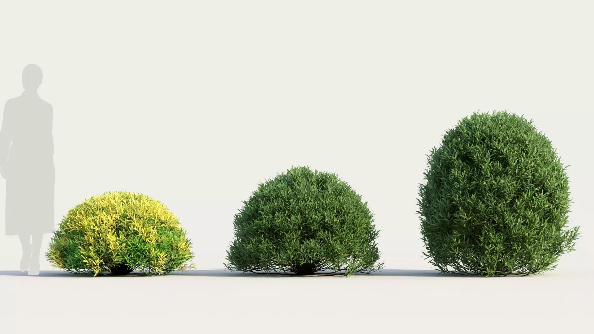 Coleonema pulchellum a 3D model_0