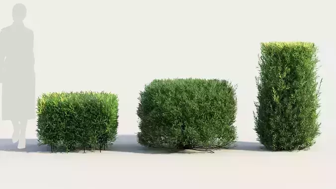 Coleonema pulchellum b