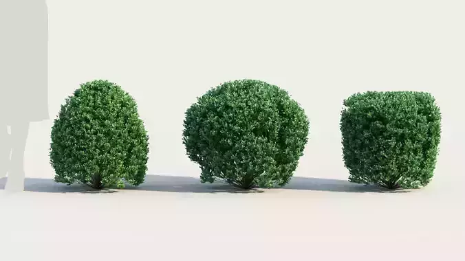 Correa alba a 3D model