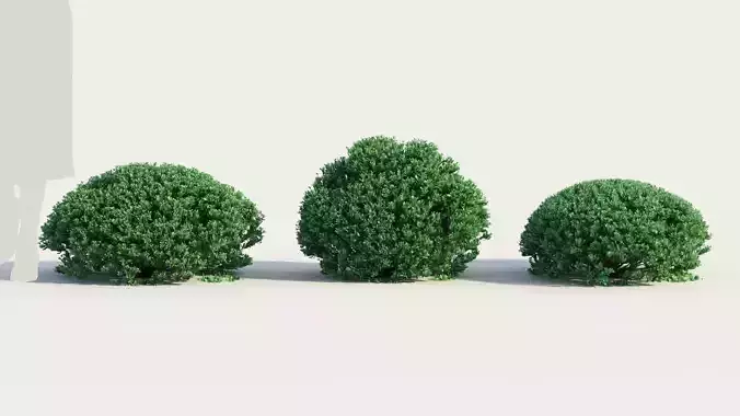 Correa alba c 3D model