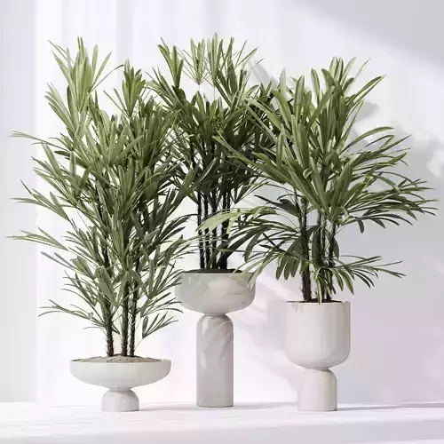 HQ Plants Rhapis Excelsa Lady Palm Hydro Care Set03 3D model