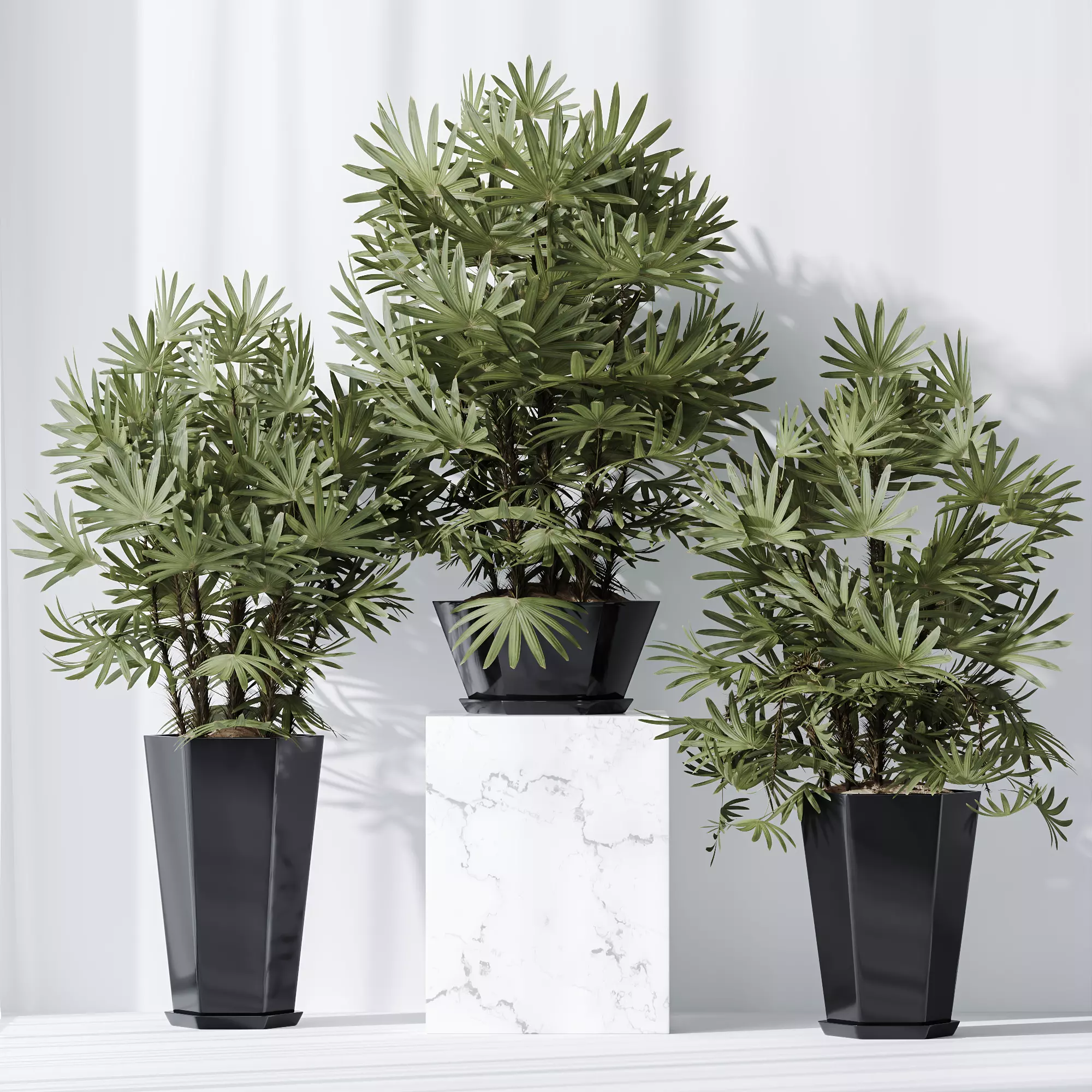 HQ Plants Rhapis Excelsa Lady Palm Hydro Care Set02 3D model