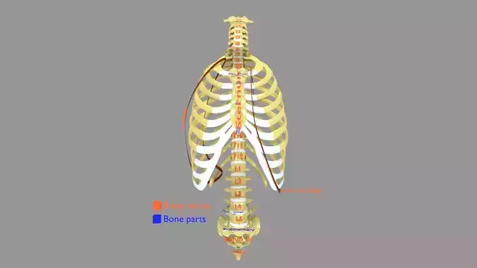 Ribs And Vertebrae labelled text detail