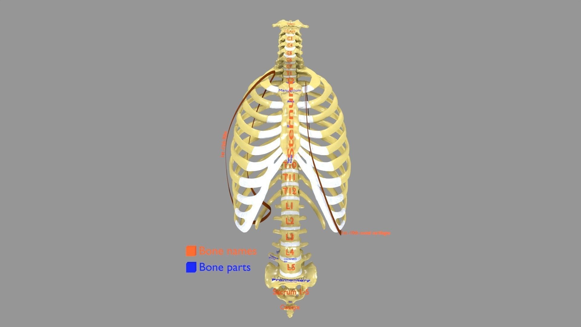 Ribs And Vertebrae labelled text detail 3D model | CGTrader