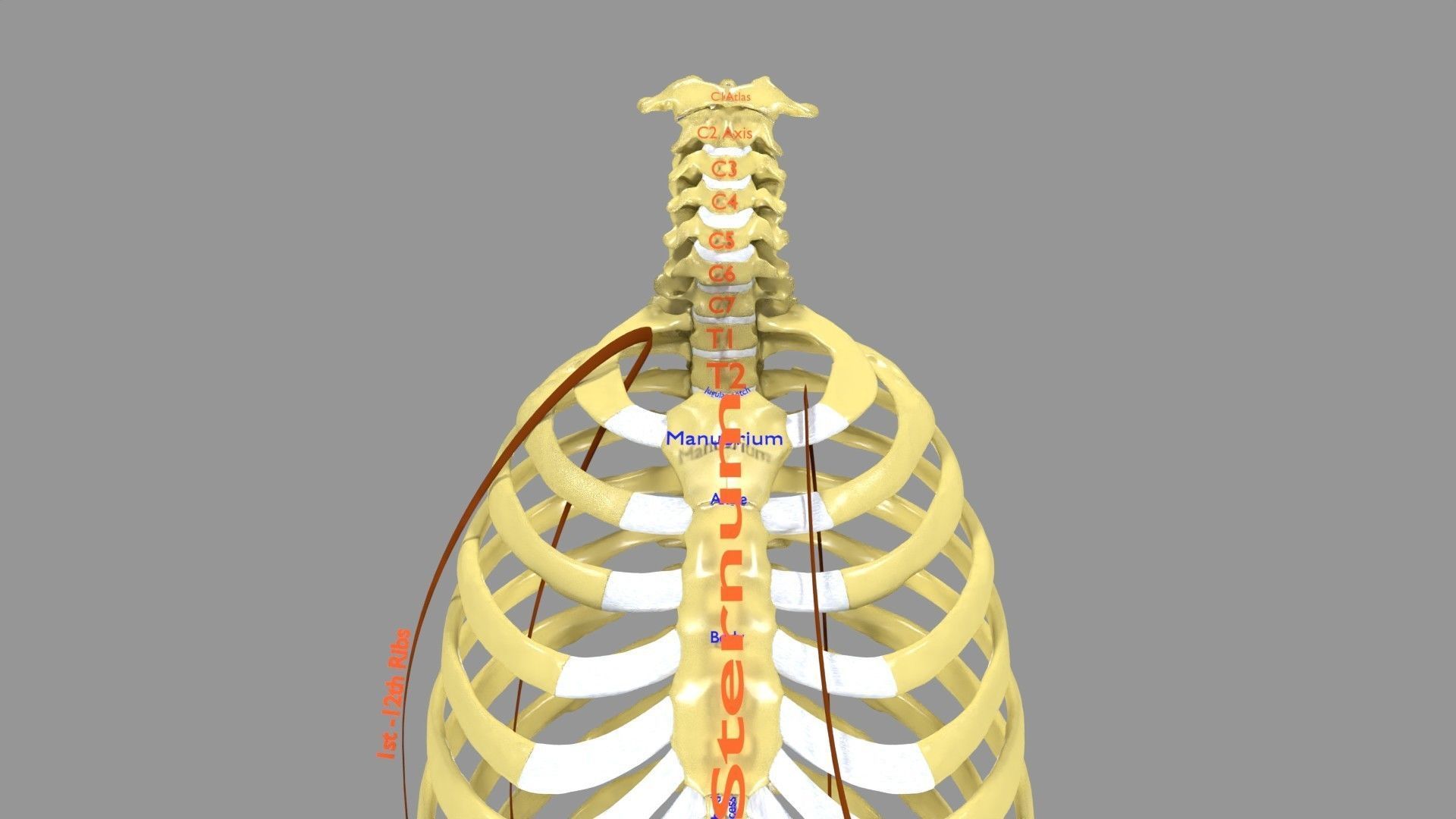 Ribs And Vertebrae labelled text detail 3D model | CGTrader