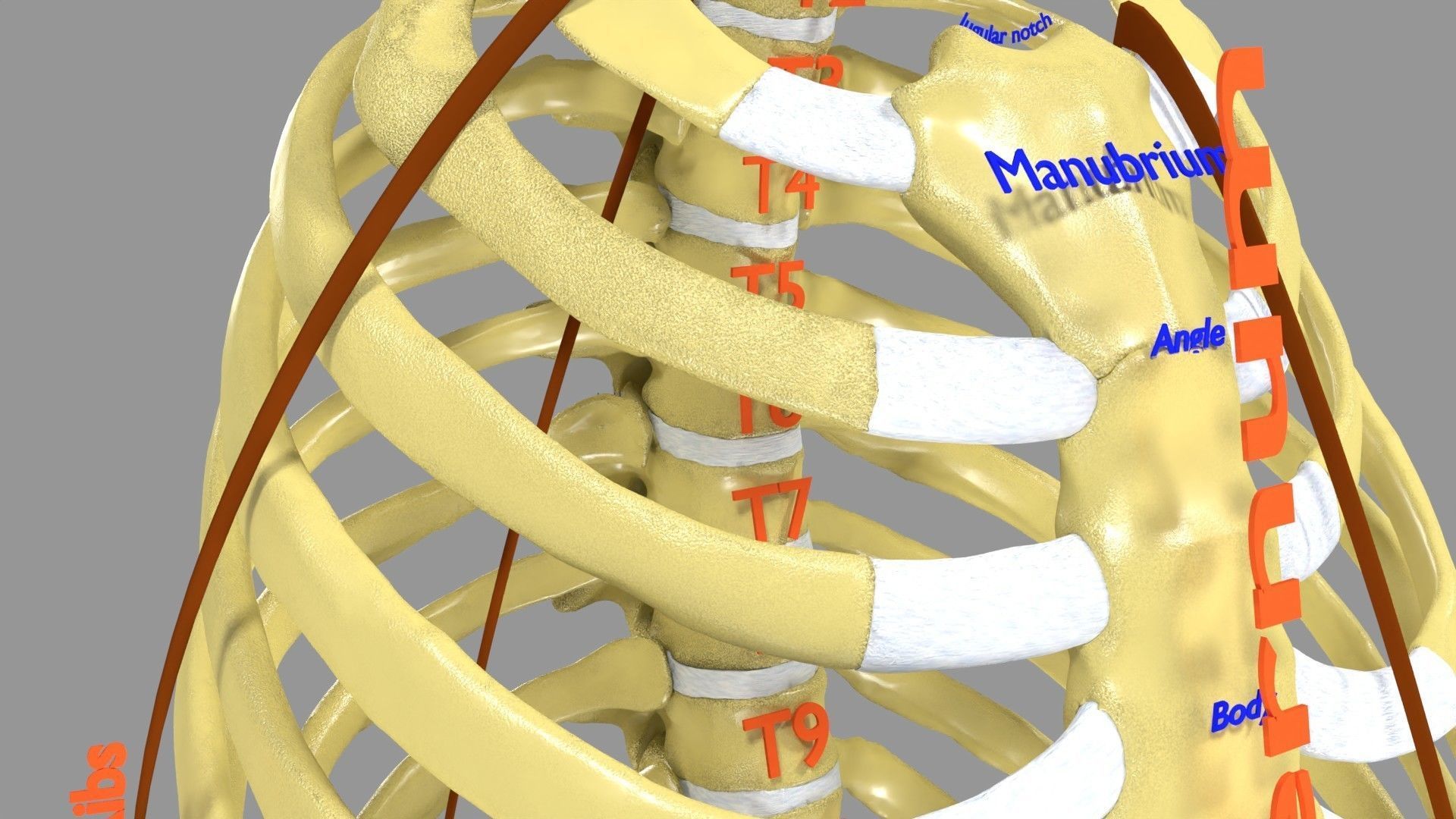 R8th Rib Ribs And Vertebrae labelled text detail 3D model | CGTrader