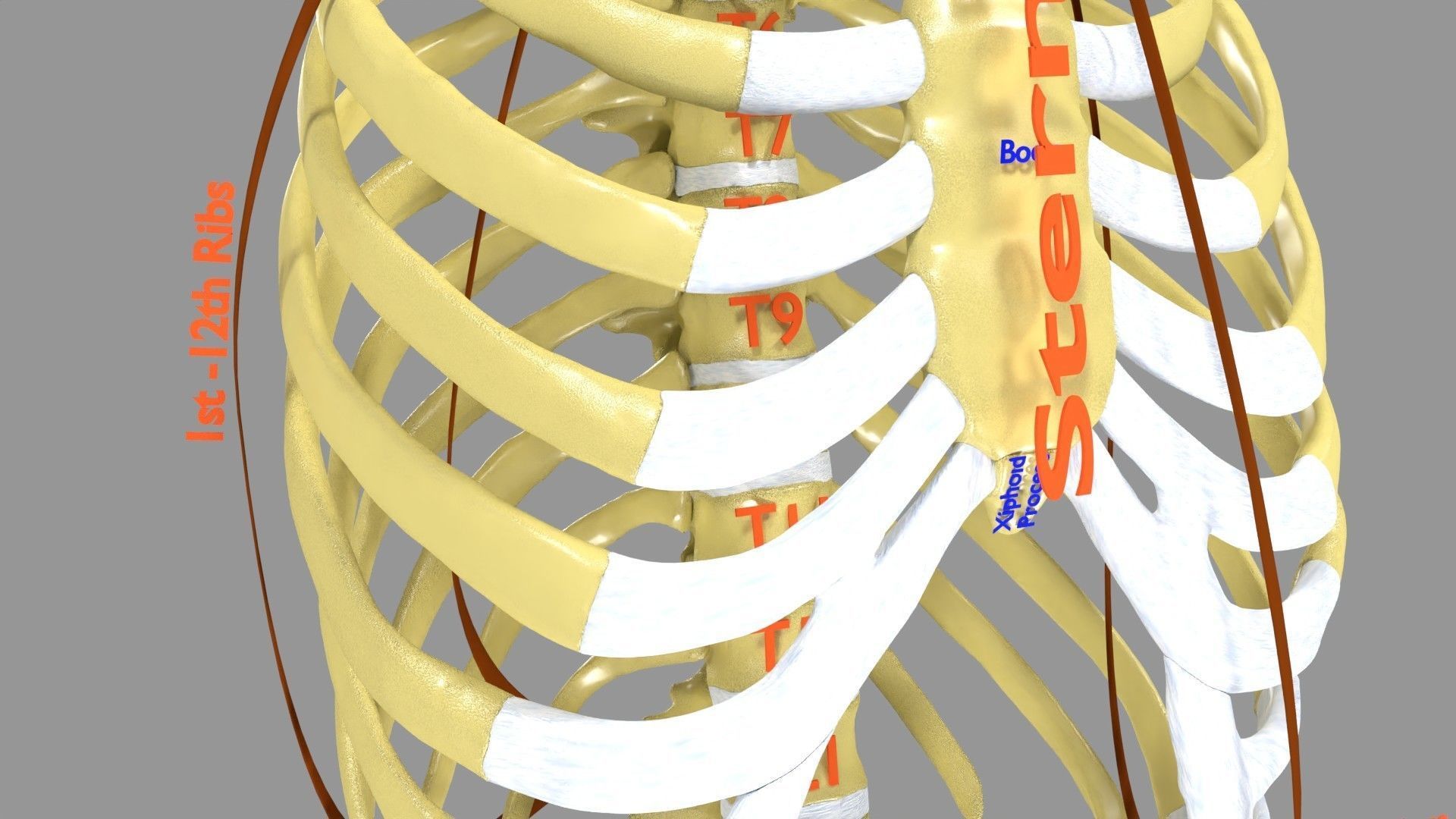 Ribs And Vertebrae labelled text detail 3D model | CGTrader