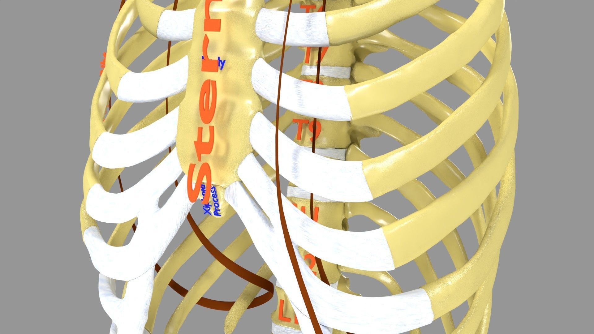Ribs And Vertebrae labelled text detail 3D model | CGTrader