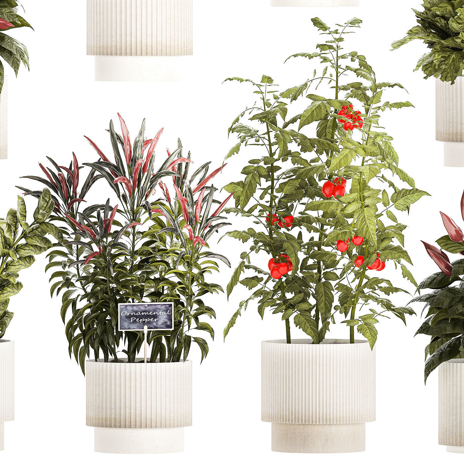 Vegetables Basil Rosemary Cherry Tomatoes Pepper 1433 3D model_9