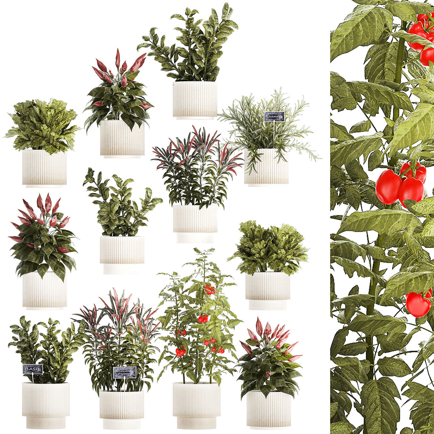 Vegetables Basil Rosemary Cherry Tomatoes Pepper 1433 3D model_7