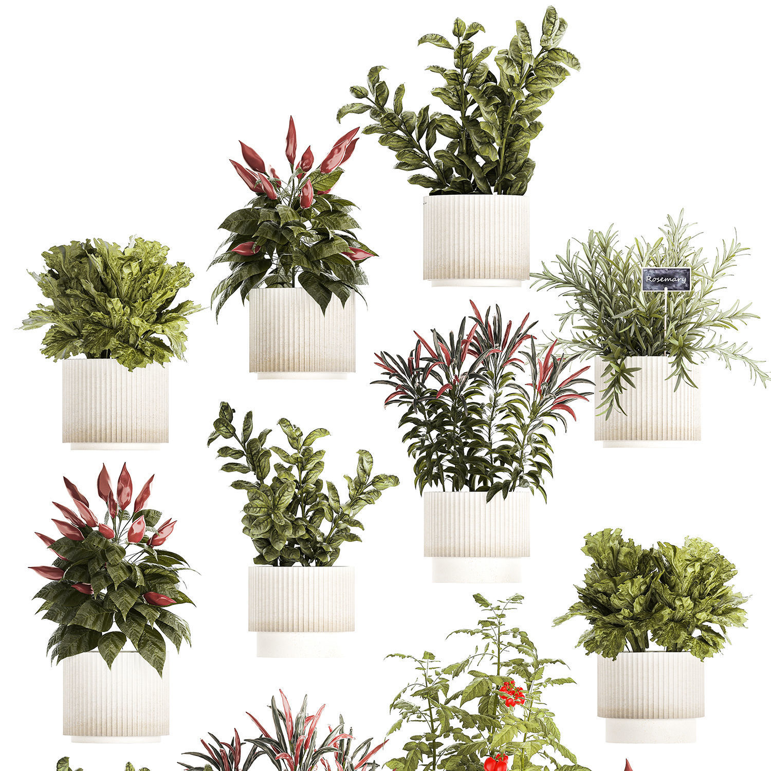 Vegetables Basil Rosemary Cherry Tomatoes Pepper 1433 3D model_10