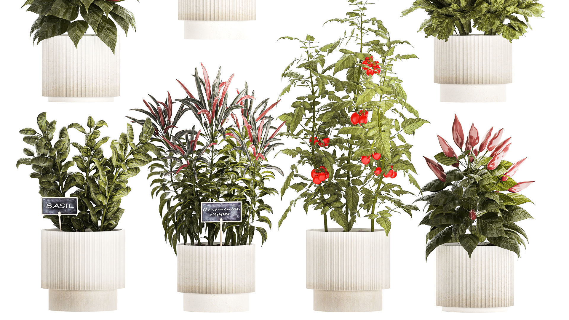 Vegetables Basil Rosemary Cherry Tomatoes Pepper 1433 3D model_3