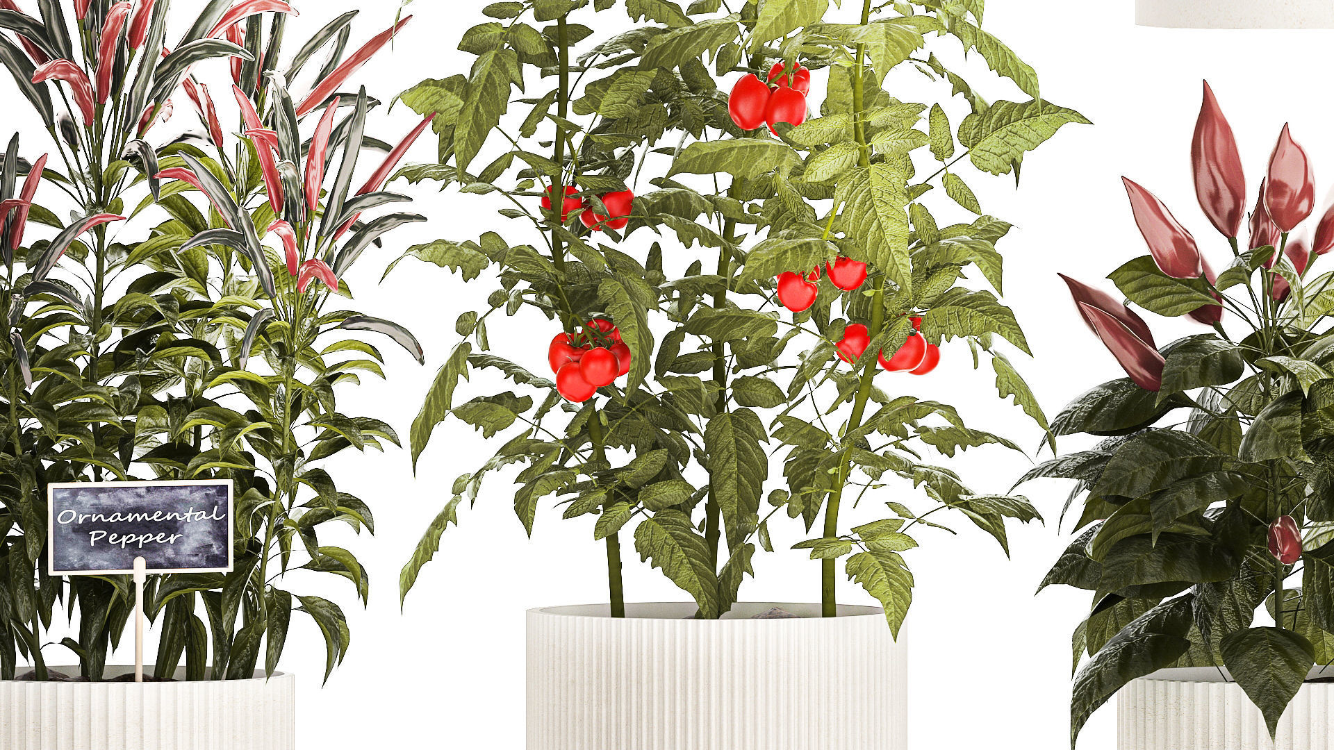 Vegetables Basil Rosemary Cherry Tomatoes Pepper 1433 3D model_5