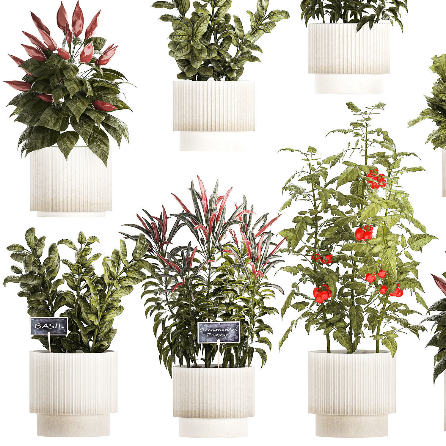 Vegetables Basil Rosemary Cherry Tomatoes Pepper 1433 3D model_12