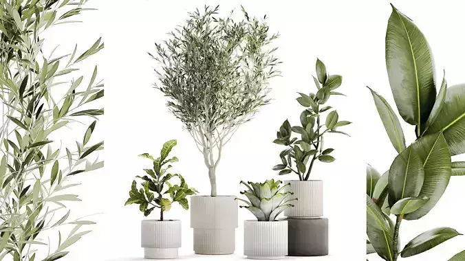 Set of beautiful small potted plants Olive Croton Ficus tree 14