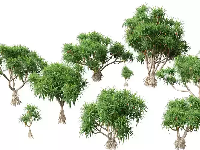 Pandanus tectorius - Screw pine 3D model