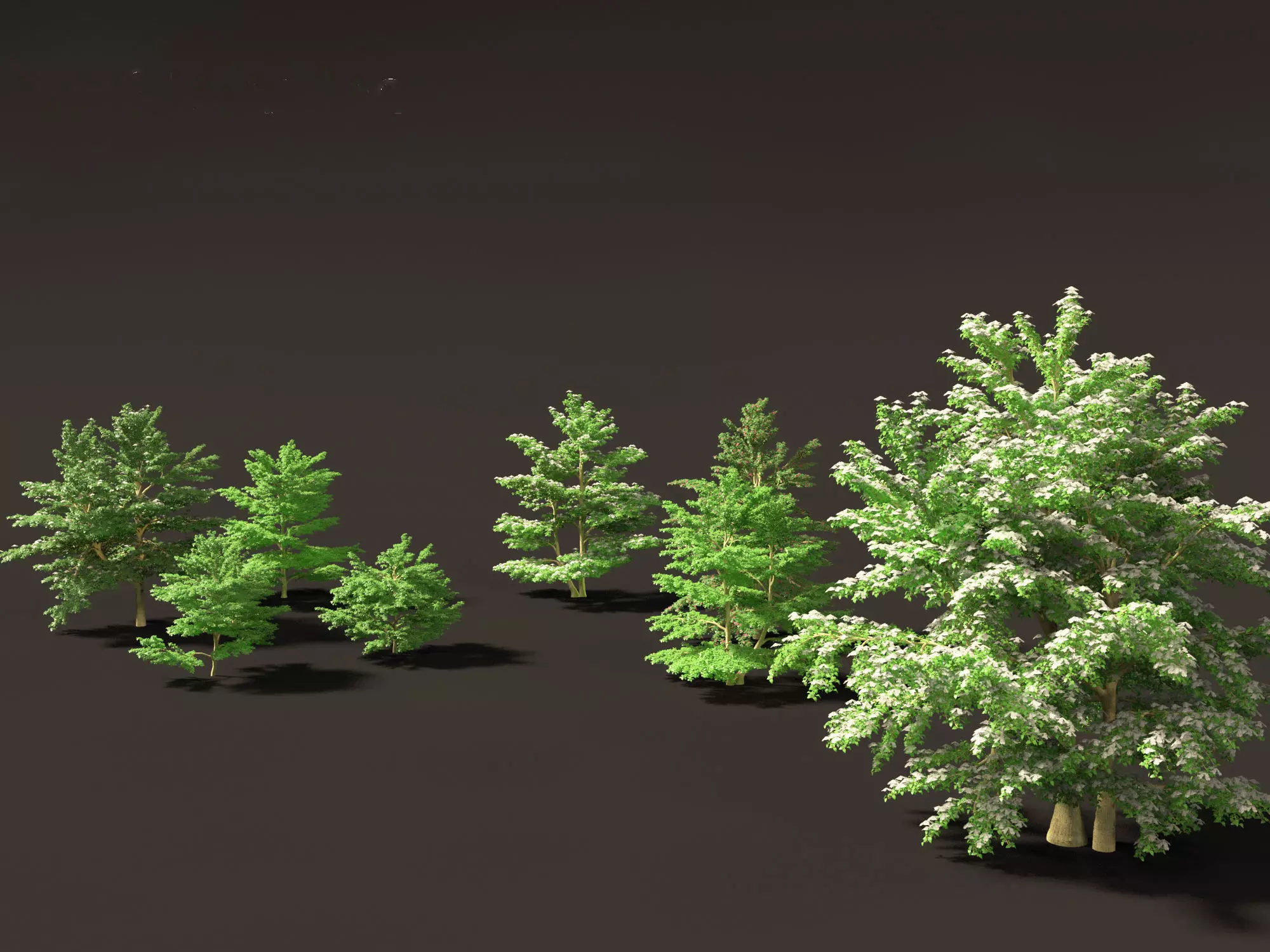 Cornus alternifolia - Pagoda dogwood 3D model
