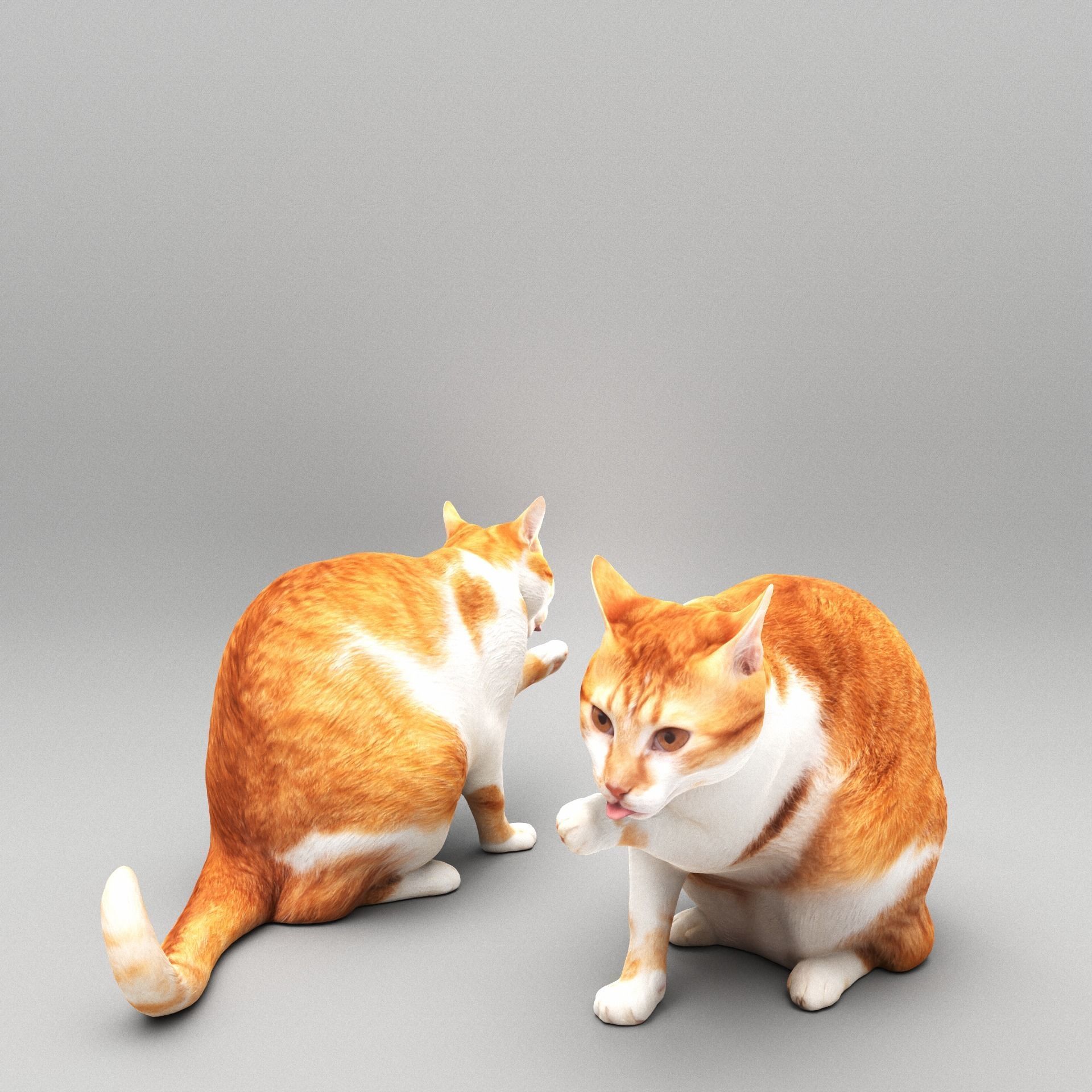 Cat licking paw 45 Low-poly 3D model_2