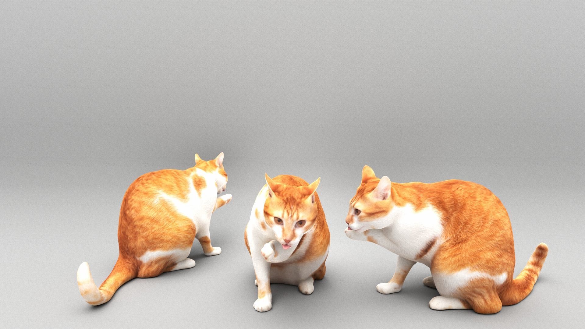 Cat licking paw 45 Low-poly 3D model_3