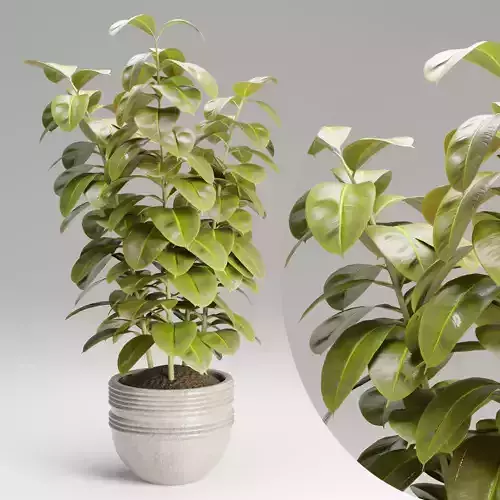 Ficus elastica plant vol 126-Blender