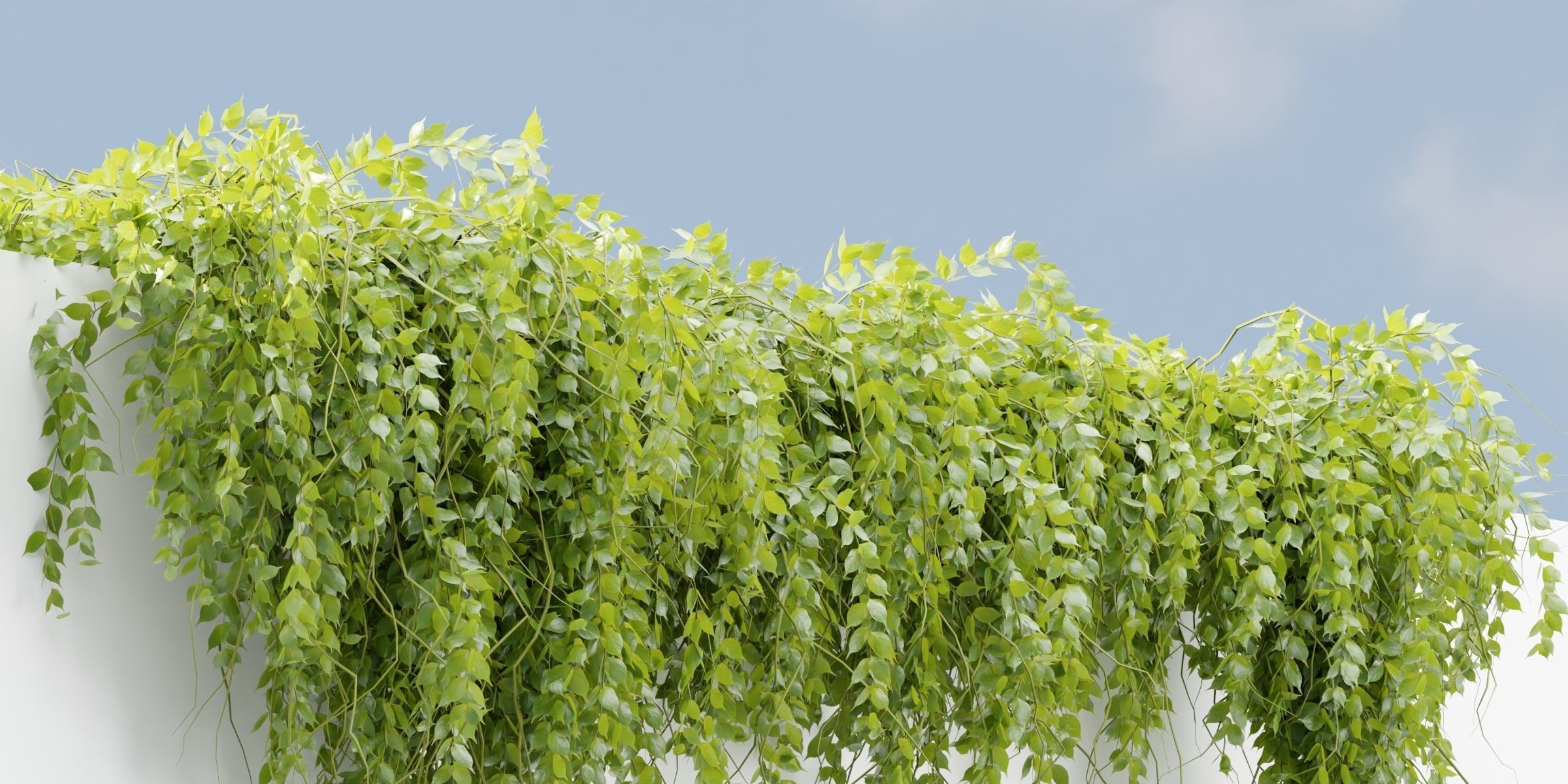 Hanging wall plants vol 127-Blender 3D model_5