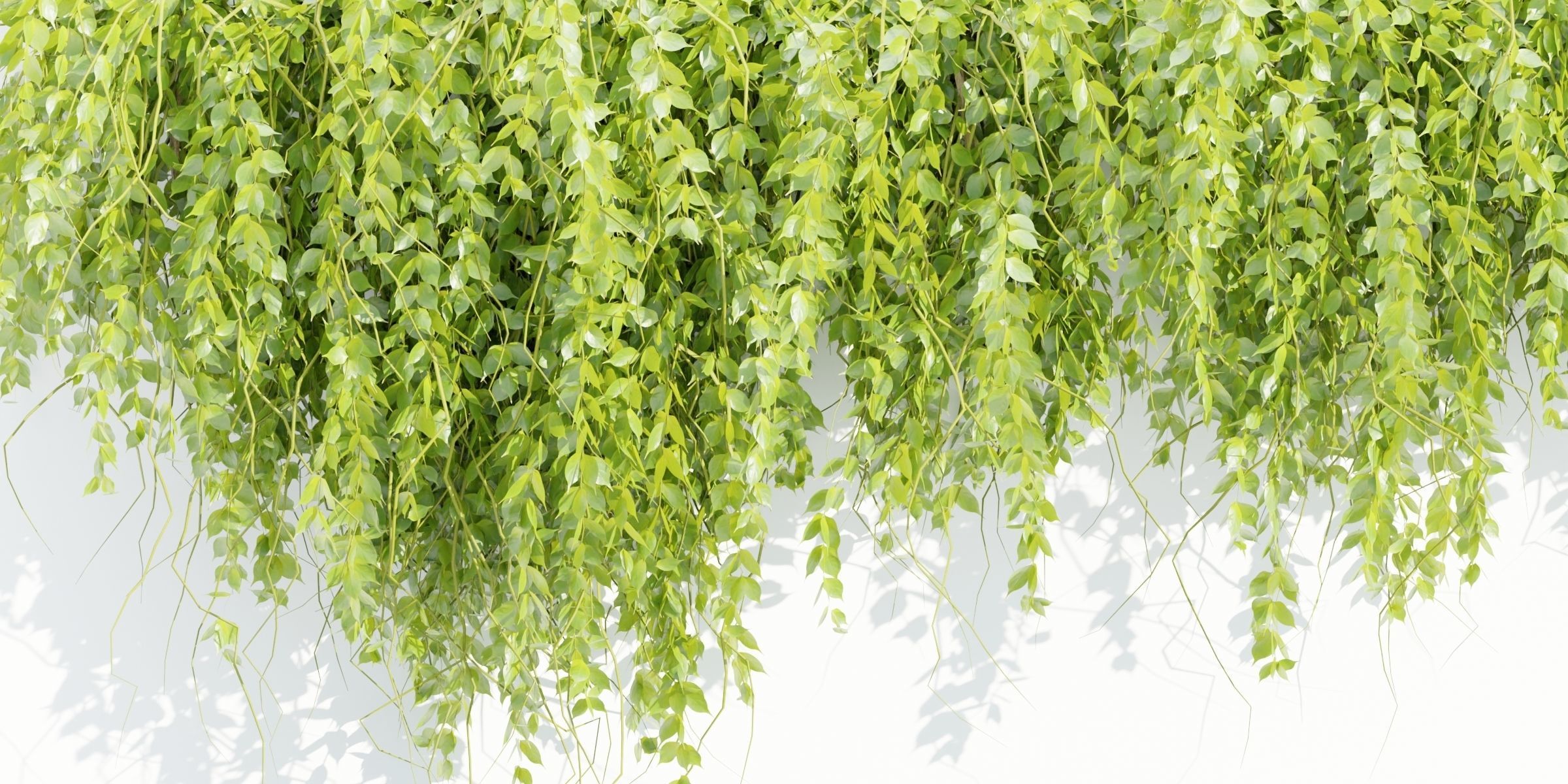 Hanging wall plants vol 127-Blender 3D model_6