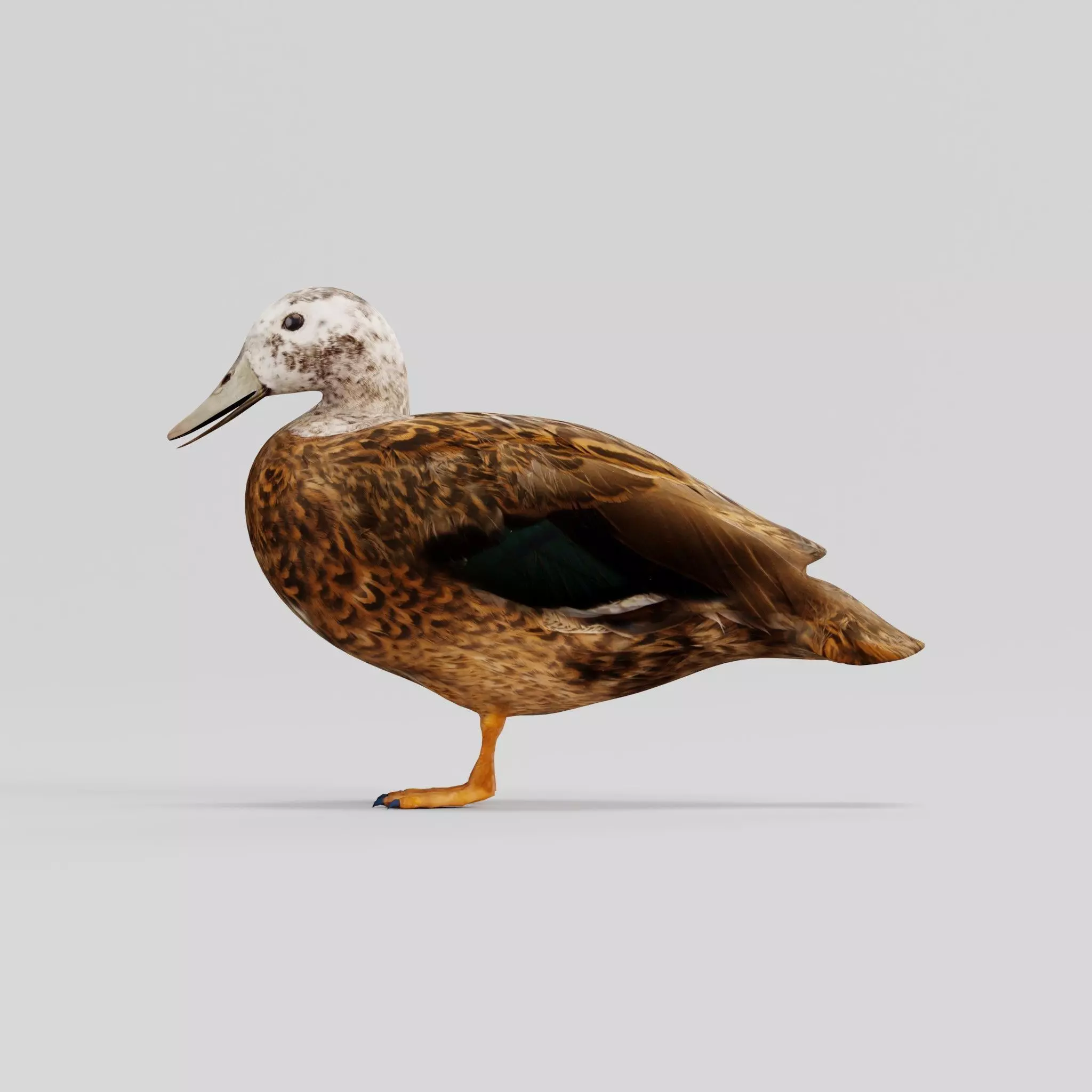 Laysan Teal Duck Bird 3D model_0