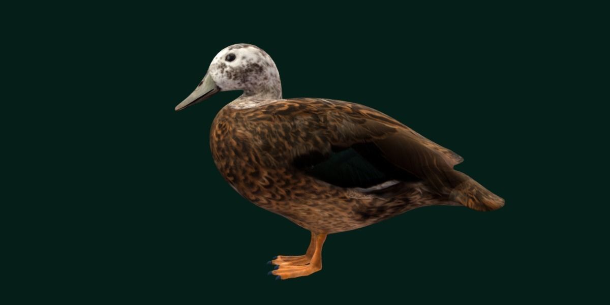 Laysan Teal Duck Bird 3D model_23