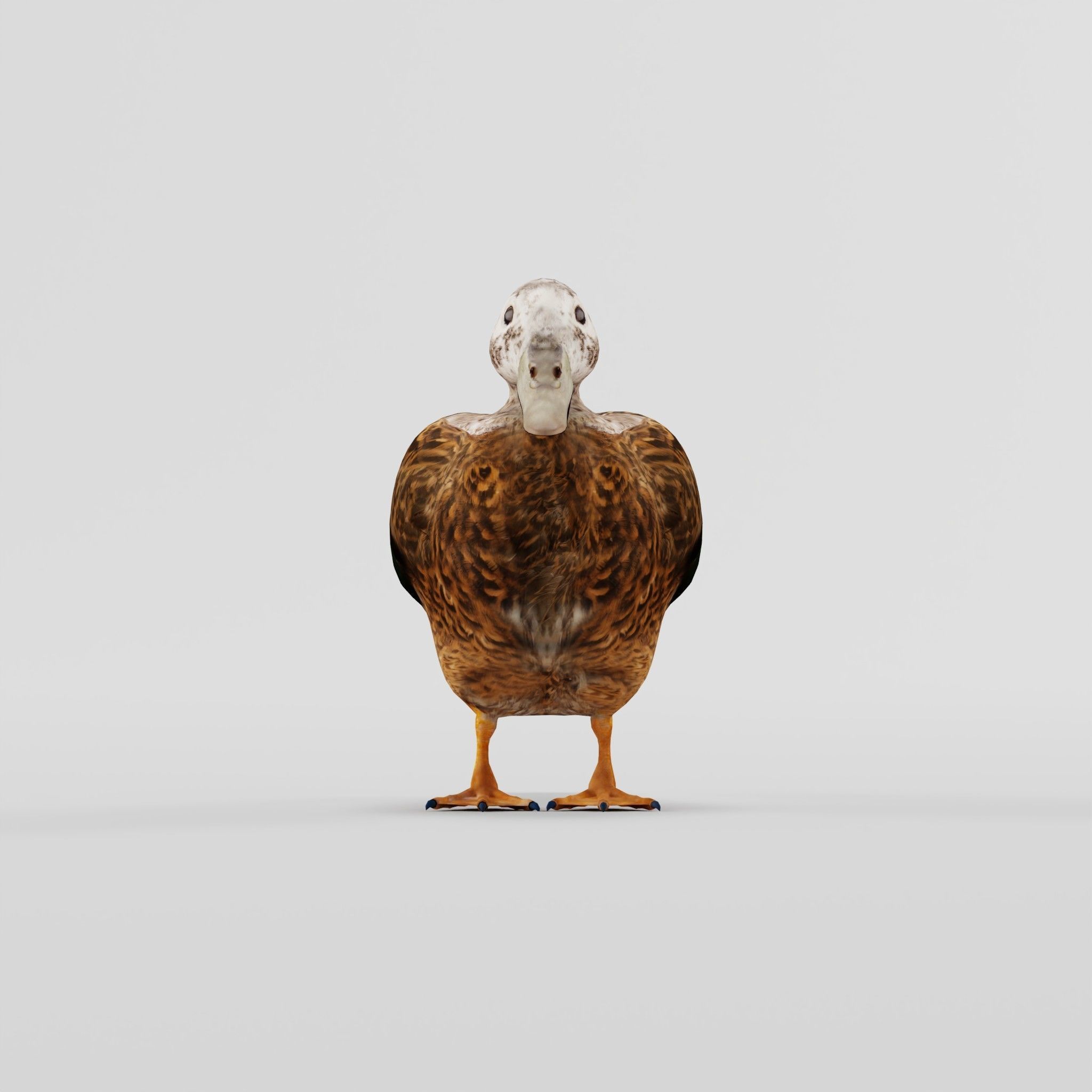 Laysan Teal Duck Bird 3D model_5