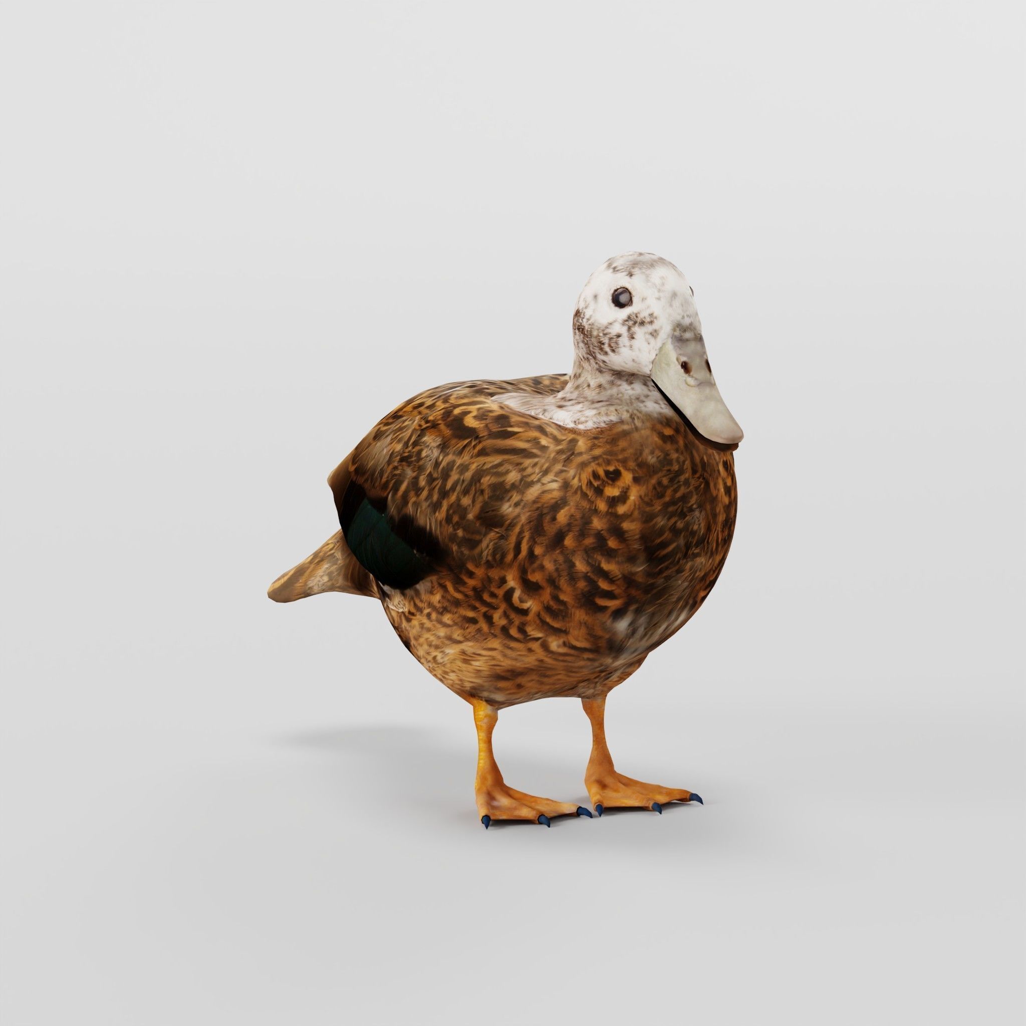 Laysan Teal Duck Bird 3D model_3