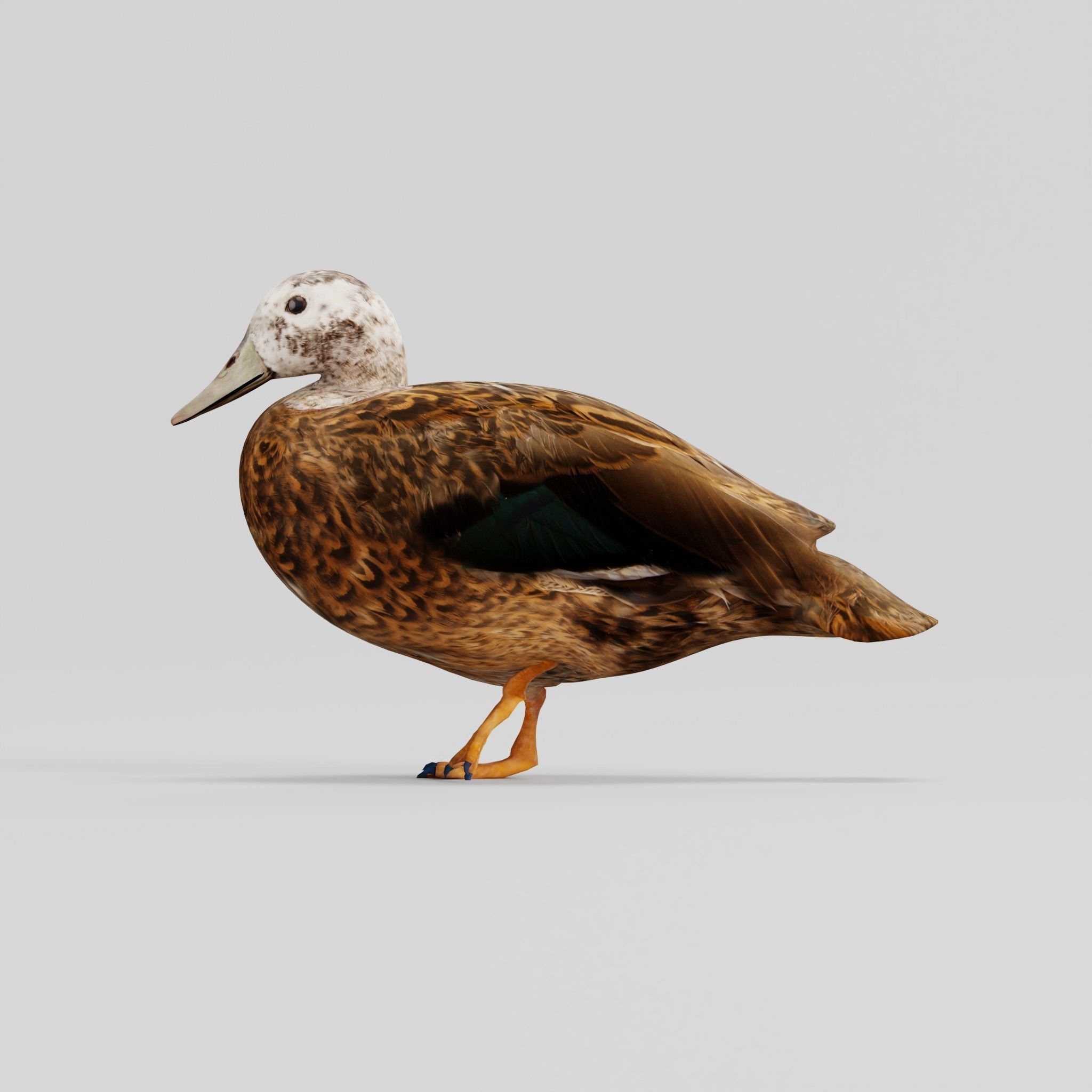 Laysan Teal Duck Bird 3D model_8