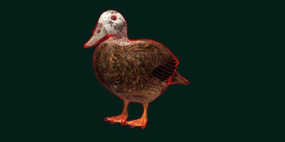 Laysan Teal Duck Bird 3D model_12