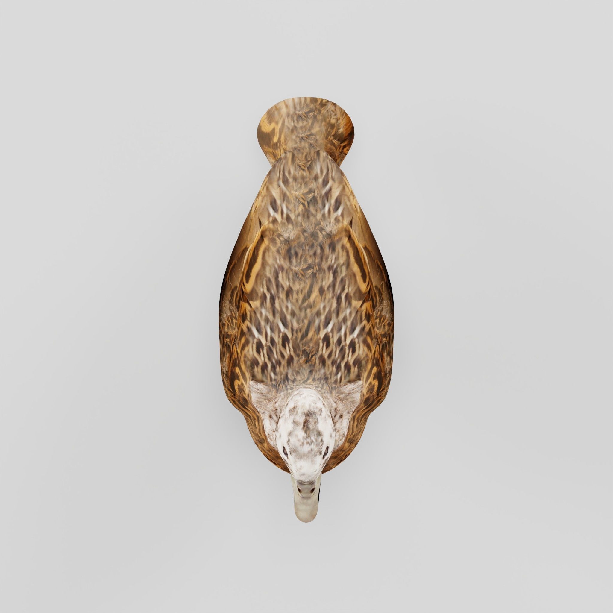 Laysan Teal Duck Bird 3D model_4